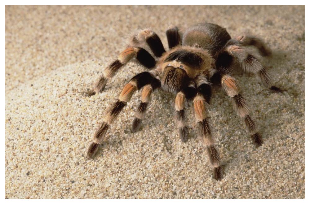 Mexican Red-Knee Tarantula Portrait, Mexico-Paper Art-62,,X42,,