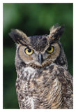 Great Horned Owl Close-Up Portrait, North America-Paper Art-14,,X20,,