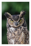 Great Horned Owl Close-Up Portrait, North America-Paper Art-18,,X26,,