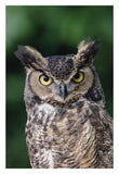 Great Horned Owl Close-Up Portrait, North America-Paper Art-22,,X32,,