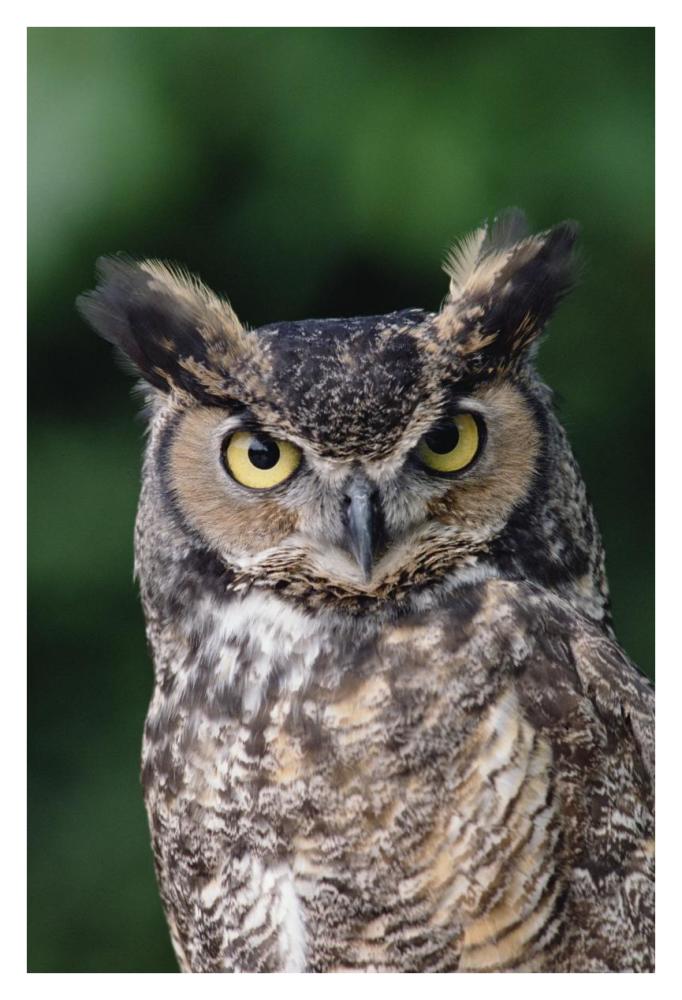 Great Horned Owl Close-Up Portrait, North America-Paper Art-26,,X38,,