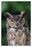 Great Horned Owl Close-Up Portrait, North America-Paper Art-26,,X38,,