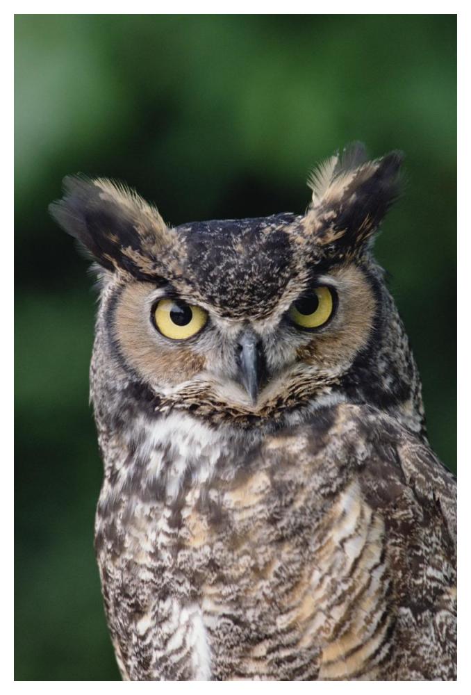 Great Horned Owl Close-Up Portrait, North America-Paper Art-34,,X50,,