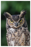Great Horned Owl Close-Up Portrait, North America-Paper Art-34,,X50,,