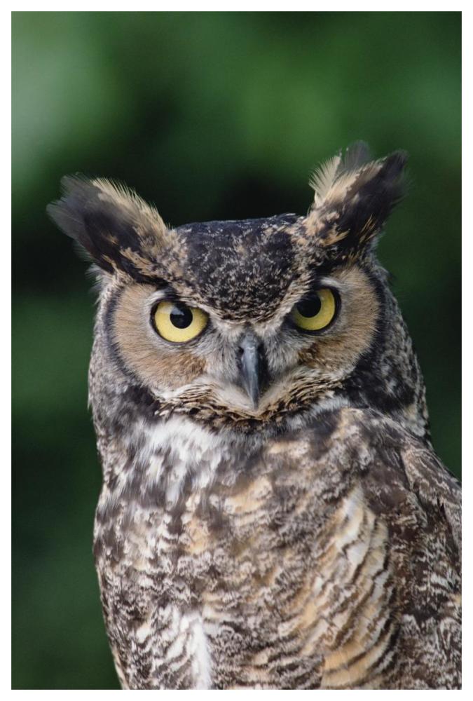 Great Horned Owl Close-Up Portrait, North America-Paper Art-42,,X62,,