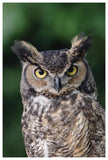 Great Horned Owl Close-Up Portrait, North America-Paper Art-42,,X62,,