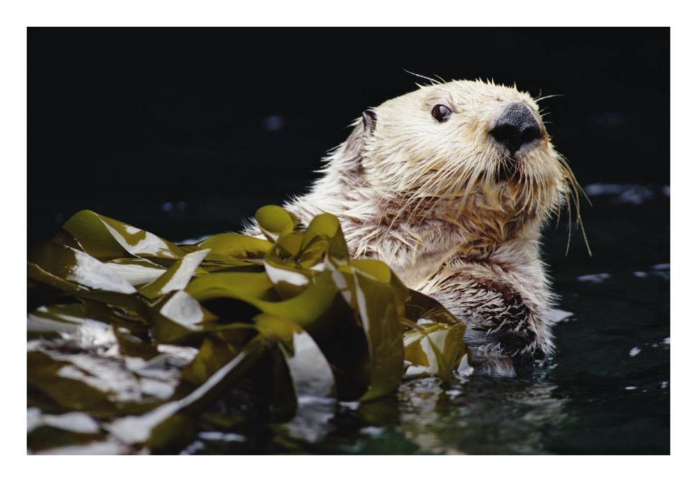 Sea Otter Portrait In Kelp, Pacific Coast, North America-Paper Art-26,,X18,,