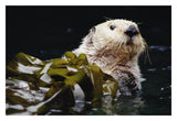 Sea Otter Portrait In Kelp, Pacific Coast, North America-Paper Art-32,,X22,,