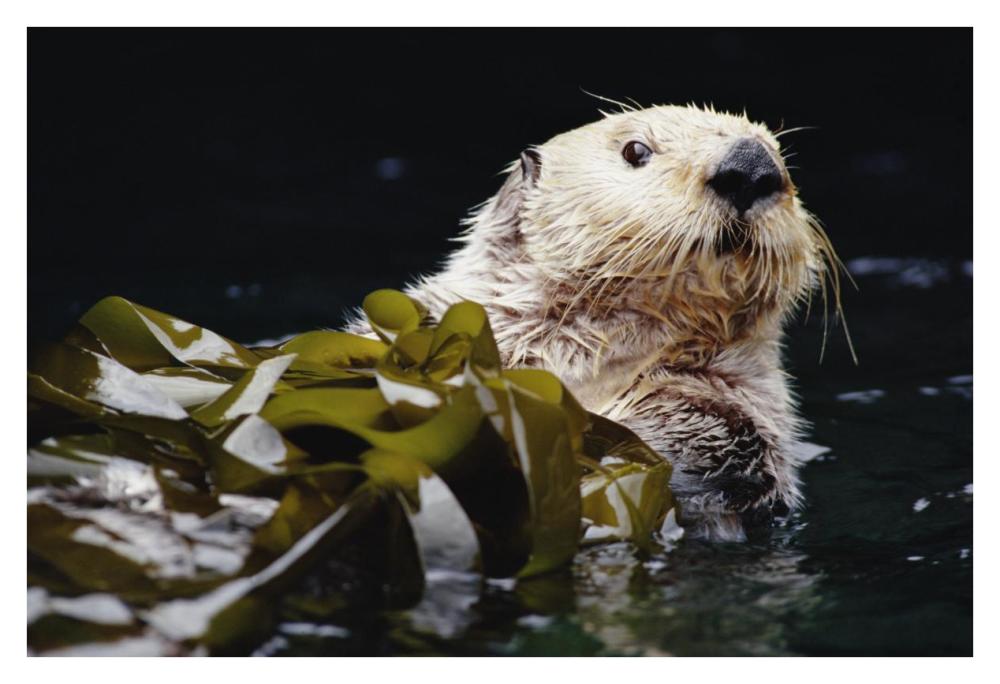 Sea Otter Portrait In Kelp, Pacific Coast, North America-Paper Art-38,,X26,,