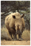 White Rhinoceros Female, Lewa Wildlife Conservancy, Kenya-Paper Art-42,,X62,,