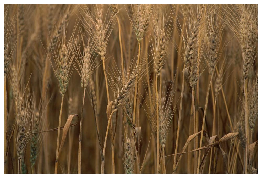 Commercial Hybrid Wheat Cultivated, Sauvie Island, Oregon-Paper Art-62,,X42,,