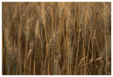 Commercial Hybrid Wheat Cultivated, Sauvie Island, Oregon-Paper Art-62,,X42,,