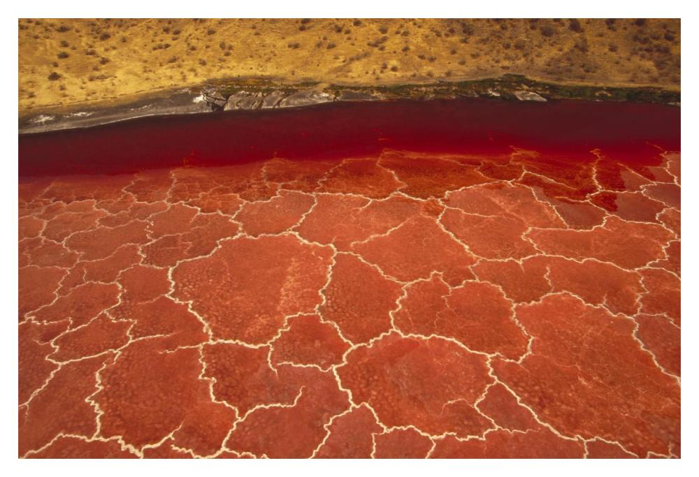 Soda Formations On The Surface Of Lake Natron, Tanzania, East Africa-Paper Art-20,,X14,,