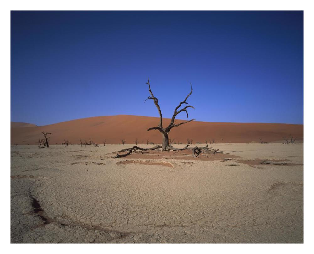 Camelthorn Snag On Desert Pan, Namib-Naukluft National Park, Namibia-Paper Art-30,,X24,,