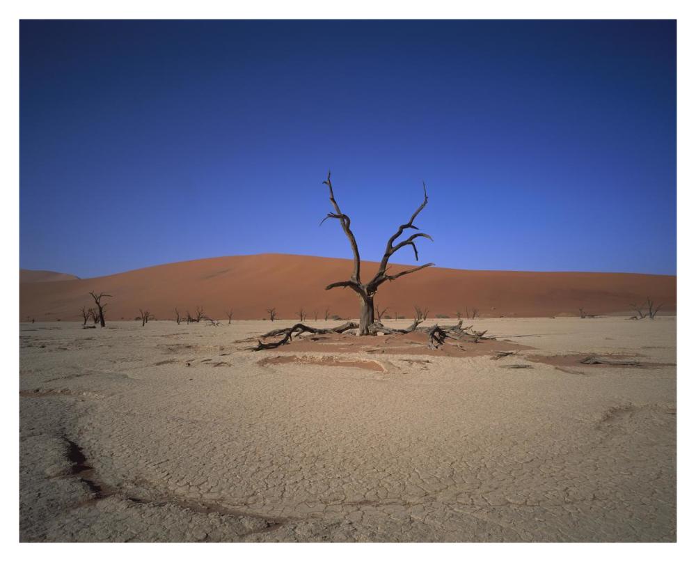 Camelthorn Snag On Desert Pan, Namib-Naukluft National Park, Namibia-Paper Art-37,,X30,,