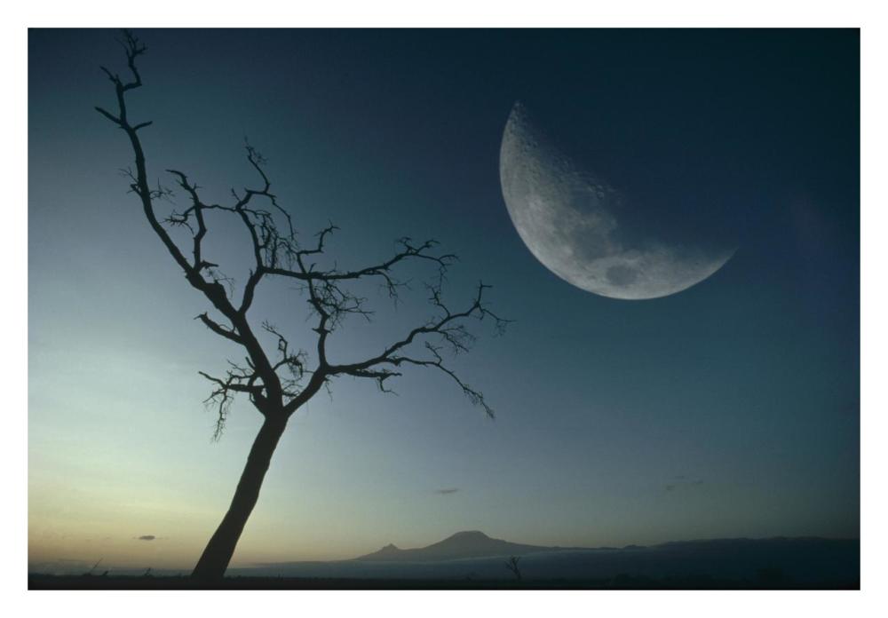 Whistling Thorn And Moon, Amboseli National Park, Kenya, East Africa-Paper Art-32,,X22,,