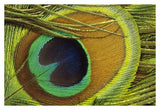 Indian Peafowl Male Display Feathers, Native To India And Southeast Asia-Paper Art-38,,X26,,
