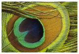 Indian Peafowl Male Display Feathers, Native To India And Southeast Asia-Paper Art-50,,X34,,