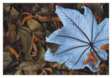 Cecropia Leaf Atop Lobster Claw Petals On Tropical Rainforest Floor, Mesoamerica-Paper Art-38,,X26,,