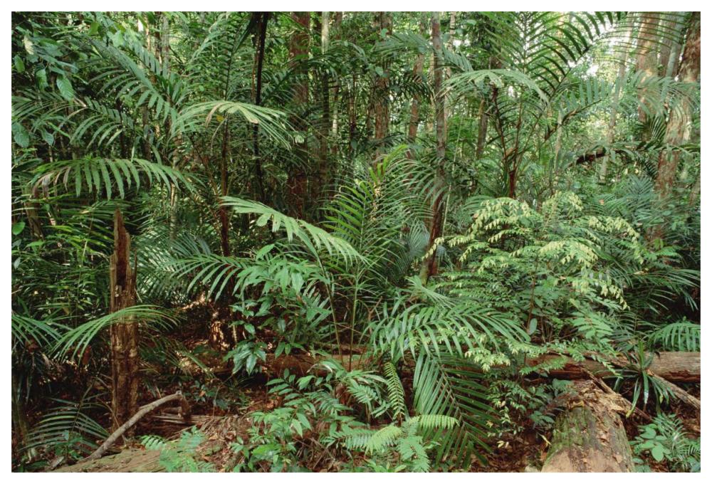 Mixed Lowland Dipterocarp Tropical Rainforest Interior, Taman Negara National Park, Malaysia-Paper Art-62,,X42,,