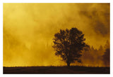 Sunrise Through Thermal Fog And Lone Tree, Near Snake River, Grand Teton National Park, Wyoming-Paper Art-20,,X14,,