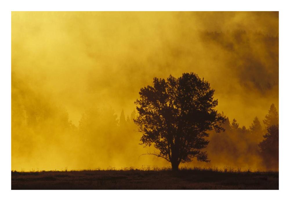 Sunrise Through Thermal Fog And Lone Tree, Near Snake River, Grand Teton National Park, Wyoming-Paper Art-26,,X18,,