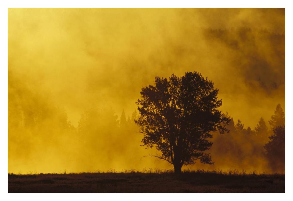 Sunrise Through Thermal Fog And Lone Tree, Near Snake River, Grand Teton National Park, Wyoming-Paper Art-38,,X26,,