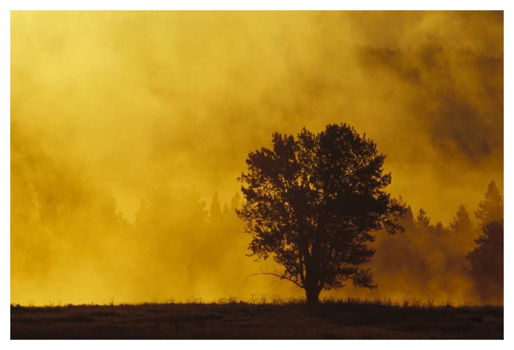 Sunrise Through Thermal Fog And Lone Tree, Near Snake River, Grand Teton National Park, Wyoming-Paper Art-50,,X34,,