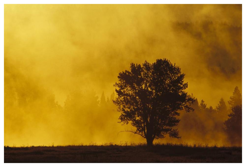 Sunrise Through Thermal Fog And Lone Tree, Near Snake River, Grand Teton National Park, Wyoming-Paper Art-62,,X42,,