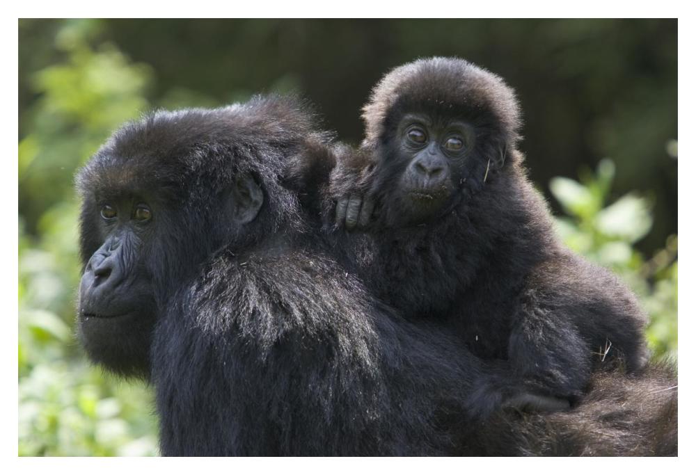 Mountain Gorilla Infant Riding On Mother'S Back, Parc National Des Volcans, Rwanda-Paper Art-20,,X14,,