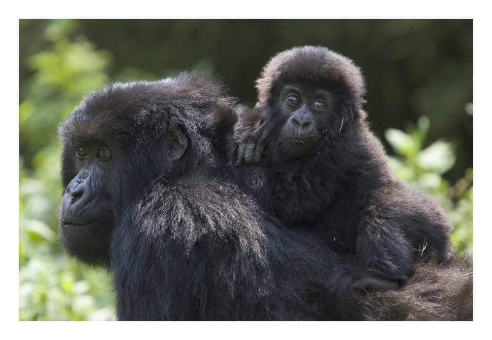 Mountain Gorilla Infant Riding On Mother'S Back, Parc National Des Volcans, Rwanda-Paper Art-26,,X18,,