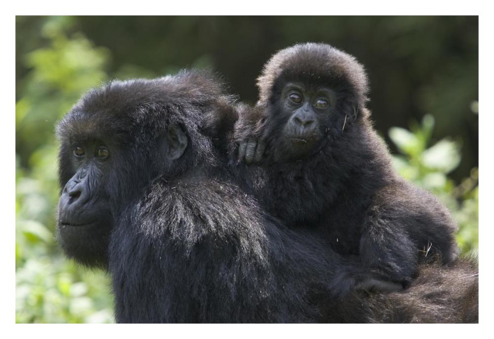 Mountain Gorilla Infant Riding On Mother'S Back, Parc National Des Volcans, Rwanda-Paper Art-32,,X22,,