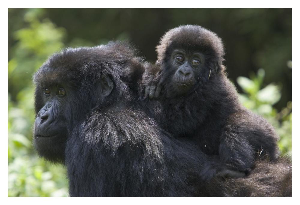 Mountain Gorilla Infant Riding On Mother'S Back, Parc National Des Volcans, Rwanda-Paper Art-38,,X26,,
