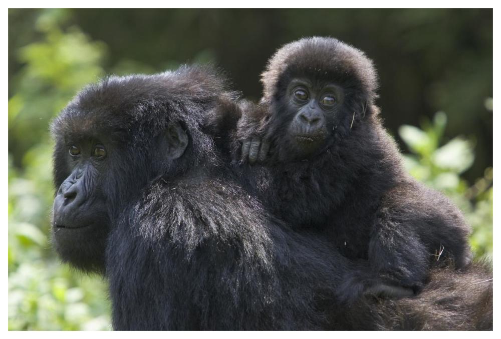 Mountain Gorilla Infant Riding On Mother'S Back, Parc National Des Volcans, Rwanda-Paper Art-62,,X42,,