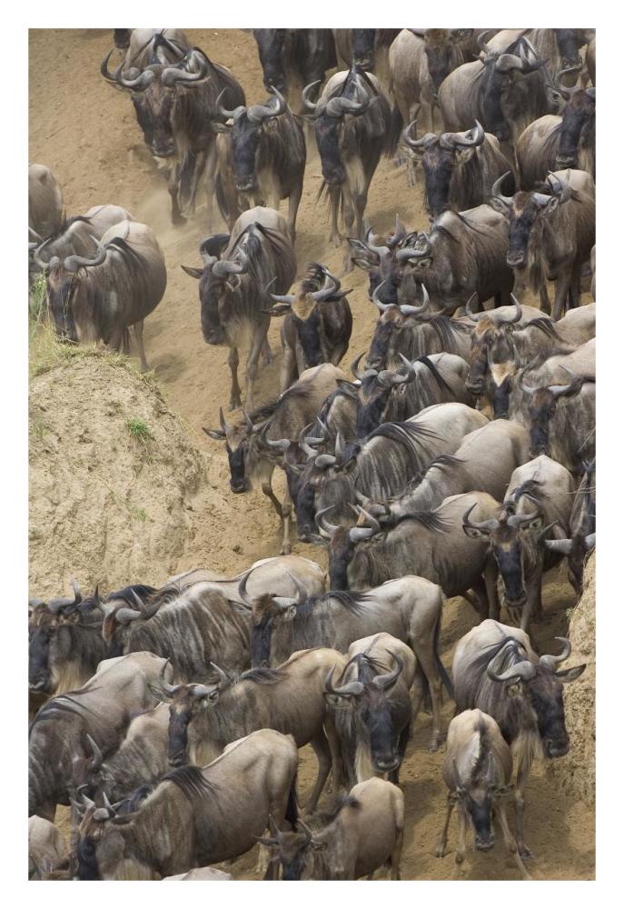 Blue Wildebeest Herd Approaching The Mara River, Masai Mara National Reserve, Kenya-Paper Art-22,,X32,,