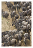 Blue Wildebeest Herd Approaching The Mara River, Masai Mara National Reserve, Kenya-Paper Art-22,,X32,,