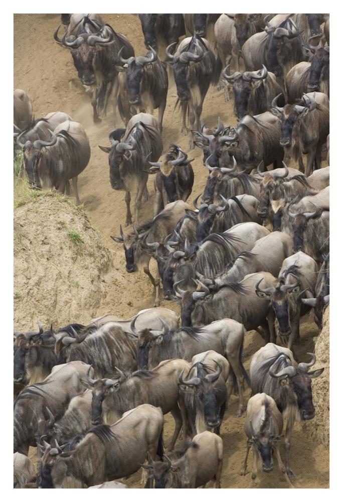 Blue Wildebeest Herd Approaching The Mara River, Masai Mara National Reserve, Kenya-Paper Art-26,,X38,,