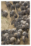 Blue Wildebeest Herd Approaching The Mara River, Masai Mara National Reserve, Kenya-Paper Art-26,,X38,,