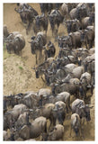 Blue Wildebeest Herd Approaching The Mara River, Masai Mara National Reserve, Kenya-Paper Art-34,,X50,,