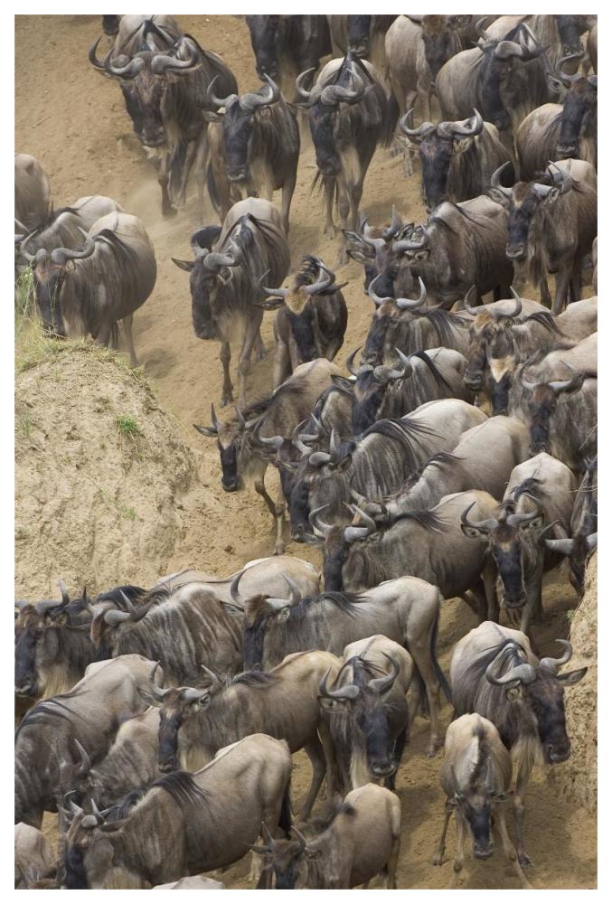 Blue Wildebeest Herd Approaching The Mara River, Masai Mara National Reserve, Kenya-Paper Art-42,,X62,,