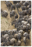 Blue Wildebeest Herd Approaching The Mara River, Masai Mara National Reserve, Kenya-Paper Art-42,,X62,,