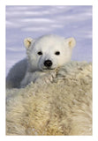 Polar Bear Cub Peeking Over Mother'S Body, Wapusk National Park, Manitoba, Canada-Paper Art-18,,X26,,