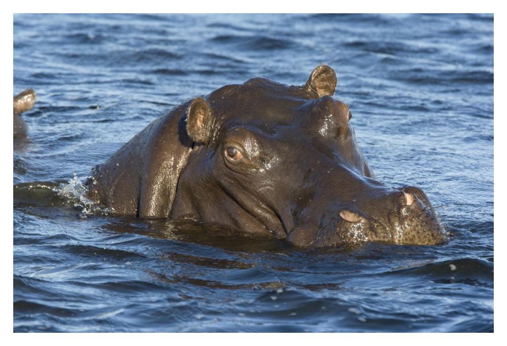 Hippopotamus, Northern Botswana-Paper Art-20,,X14,,
