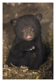 Black Bear 7 Week Old Cub In Den-Paper Art-22,,X32,,