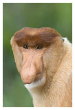 Proboscis Monkey Male, Sabah, Malaysia-Paper Art-14,,X20,,