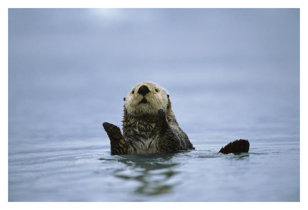 Sea Otter, Prince William Sound, Alaska-Paper Art-20,,X14,,