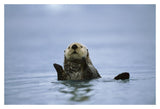 Sea Otter, Prince William Sound, Alaska-Paper Art-20,,X14,,