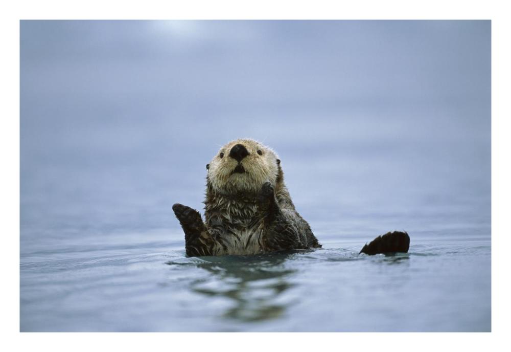 Sea Otter, Prince William Sound, Alaska-Paper Art-26,,X18,,