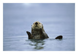 Sea Otter, Prince William Sound, Alaska-Paper Art-26,,X18,,