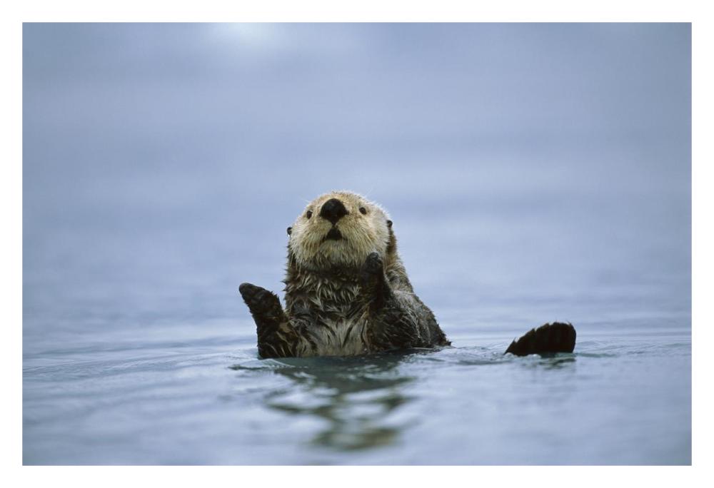 Sea Otter, Prince William Sound, Alaska-Paper Art-32,,X22,,